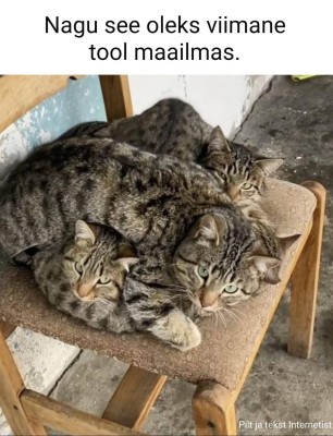 kassid.jpg