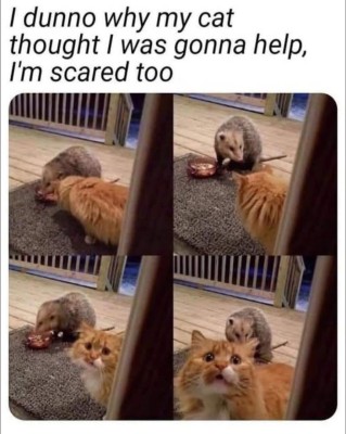 cat.jpg